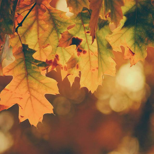 Menüvorschläge Herbst - Hotel zur Saarschleife