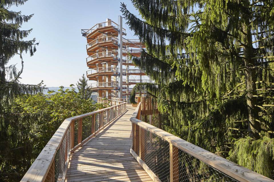 Baumwipfelpfad in Orscholz: Perspektivwechsel - Hotel zur Saarschleife
